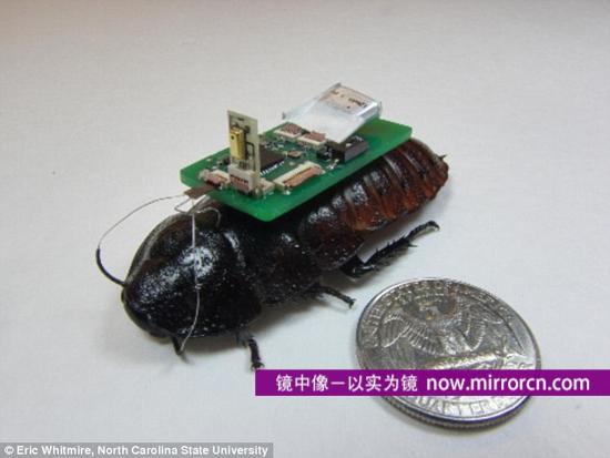 科学家研发出让半机器人蟑螂（或称生物机器人）用微型扩音器寻找声音来源的技术。它们有朝一日可能用于紧急情况寻找幸存者。